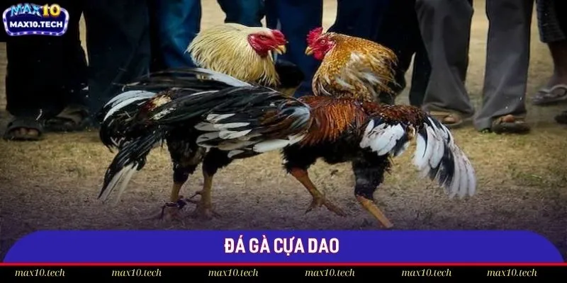 Chọi gà cựa dao mang đến những trận đấu nảy lửa nhất