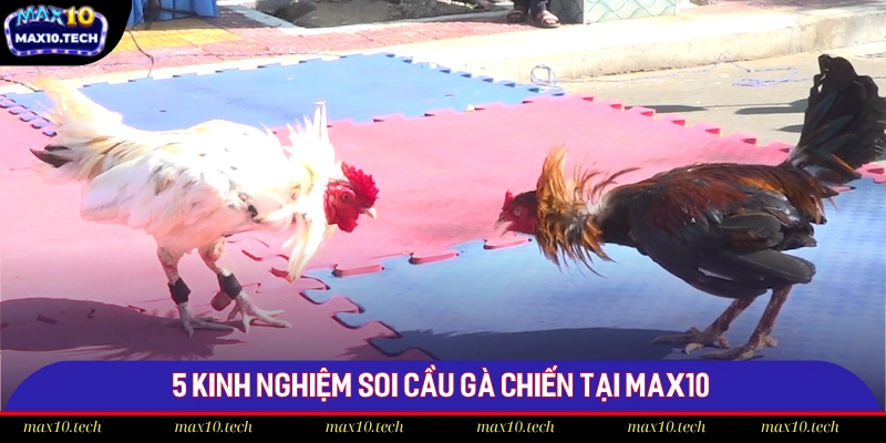 Kinh Nghiệm Soi Cầu Gà Chiến Chọn Kèo Max10 Hay Nhất 2025 1 5 kinh nghiệm soi cầu gà chiến tại Max10