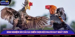 Kinh Nghiệm Soi Cầu Gà Chiến Chọn Kèo Max10 Hay Nhất 2025
