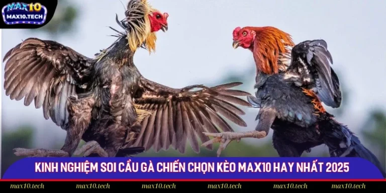 Kinh Nghiệm Soi Cầu Gà Chiến Chọn Kèo Max10 Hay Nhất 2025