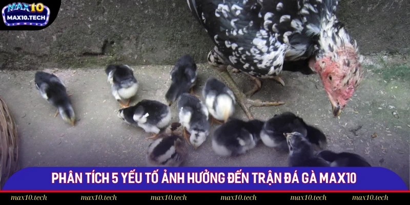 Phân Tích 5 Yếu Tố Ảnh Hưởng Đến Trận Đá Gà Tại Max10 1 Phân tích 5 yếu tố ảnh hưởng đến trận đá gà Max10