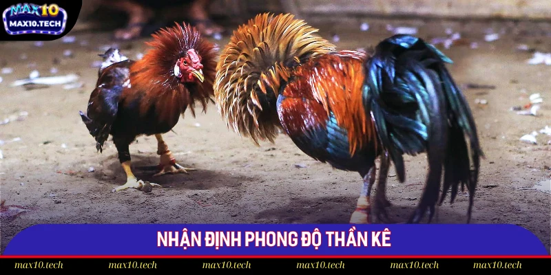 Phân Tích 5 Yếu Tố Ảnh Hưởng Đến Trận Đá Gà Tại Max10 2 Nhận định phong độ thần kê