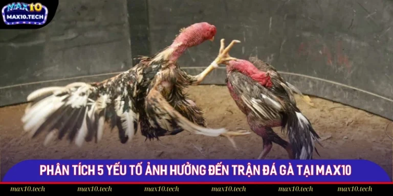 Phân Tích 5 Yếu Tố Ảnh Hưởng Đến Trận Đá Gà Tại Max10